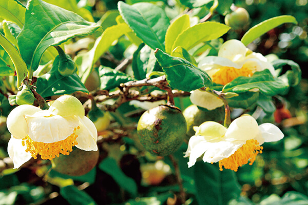 茶樹的葉子、花朵與果實都很接近山茶花。